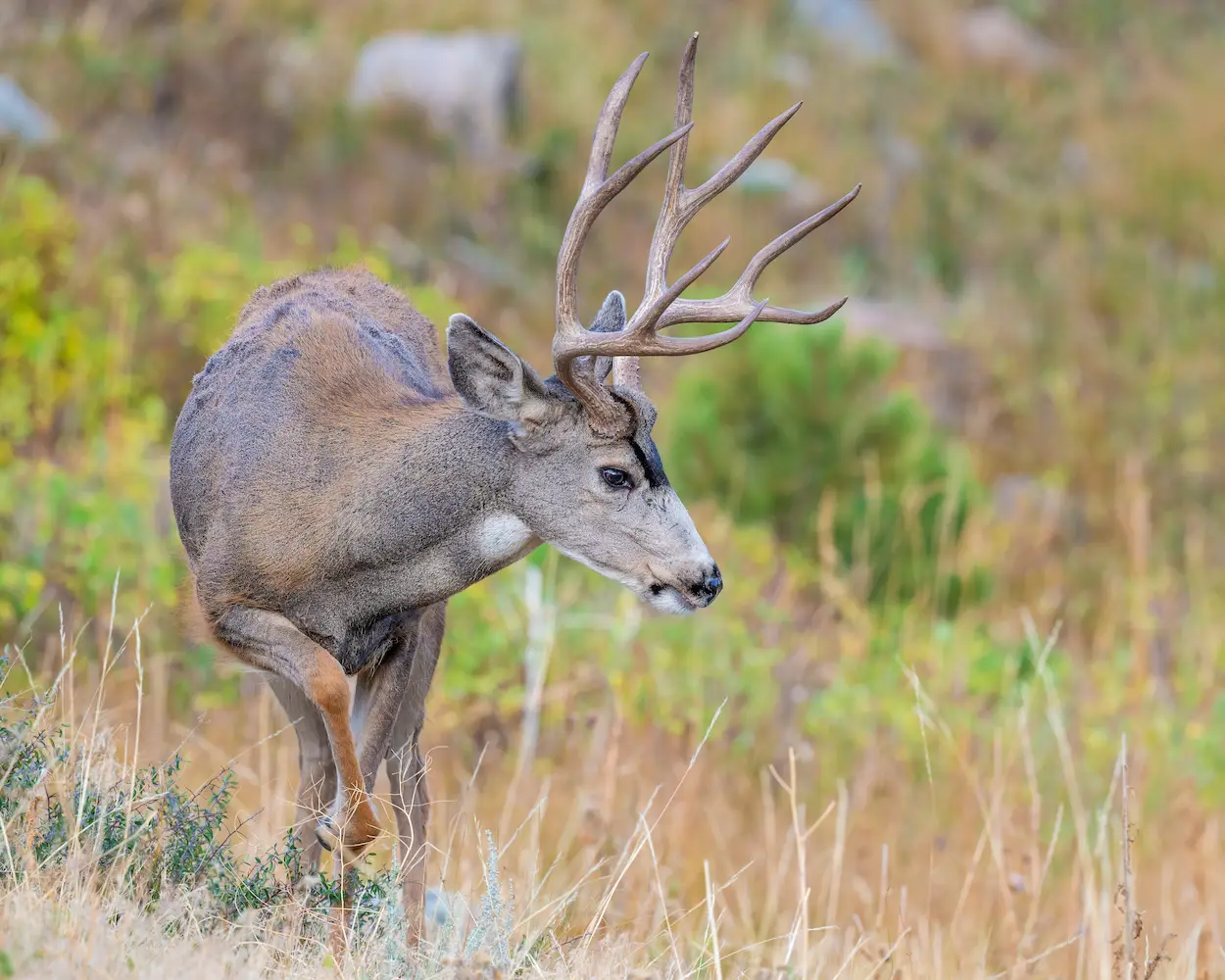 H5 Ranch Colorado hunting cattle and alfalfa with mule deer