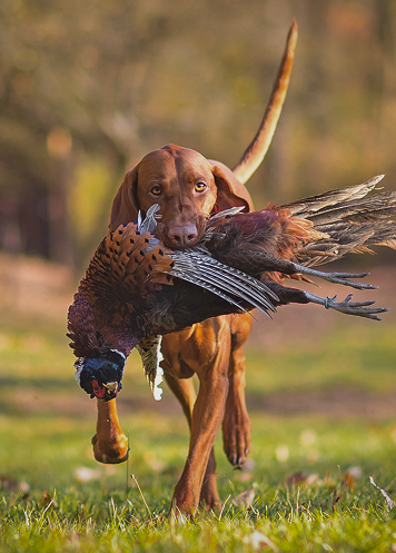 dog holding a dead duck at h5 ranch in colorado