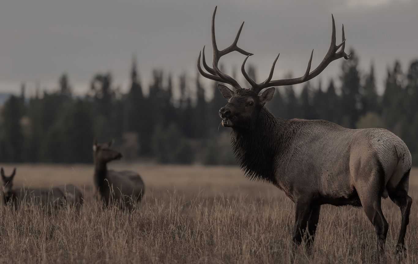 elk at h5 ranch in colorado