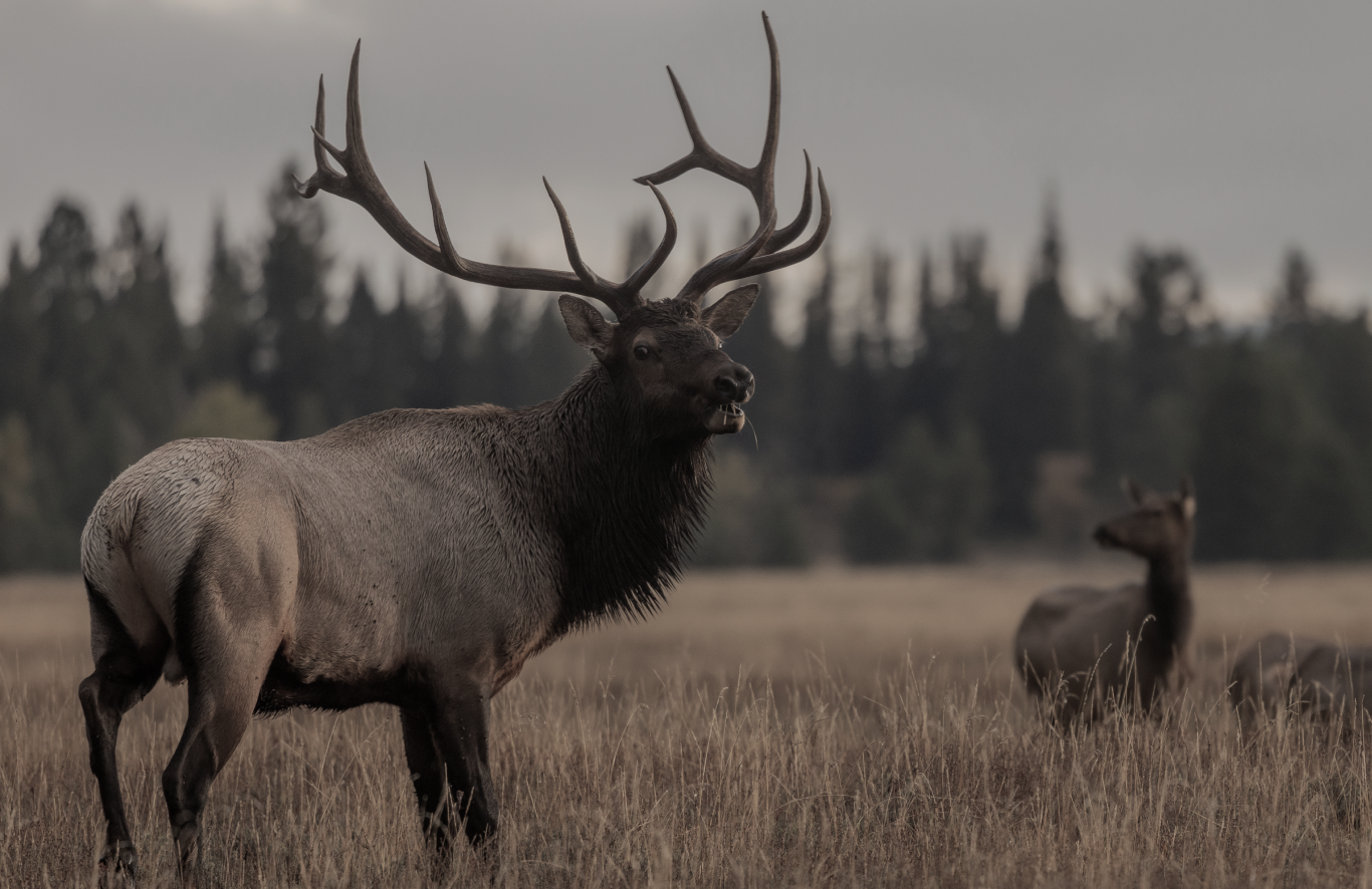 elk at h5 ranch in colorado