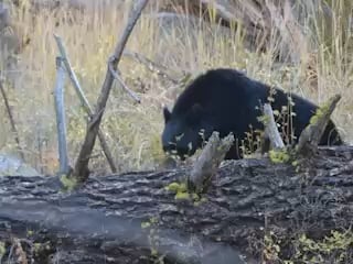 bear
