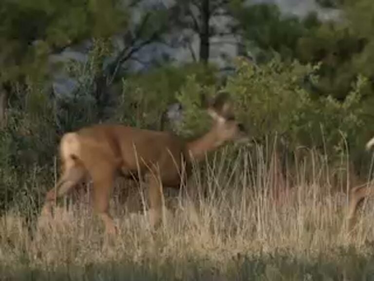 deer-first-frame