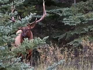 elk