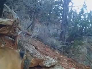 mountain lion