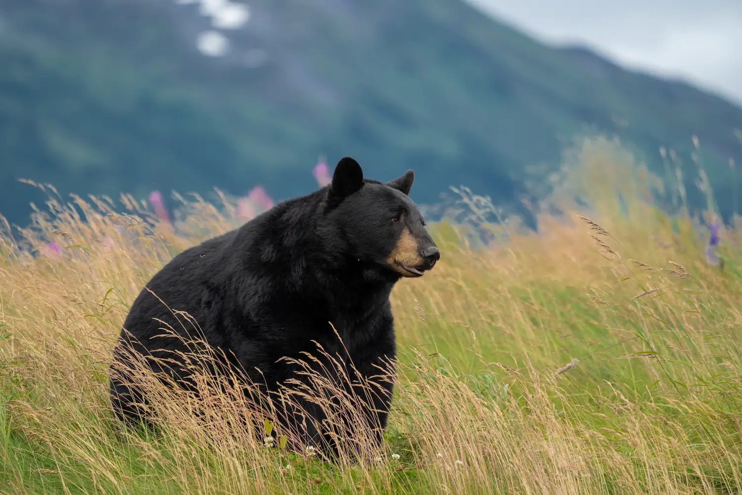 H5 Ranch Colorado hunting cattle and alfalfa with black bears