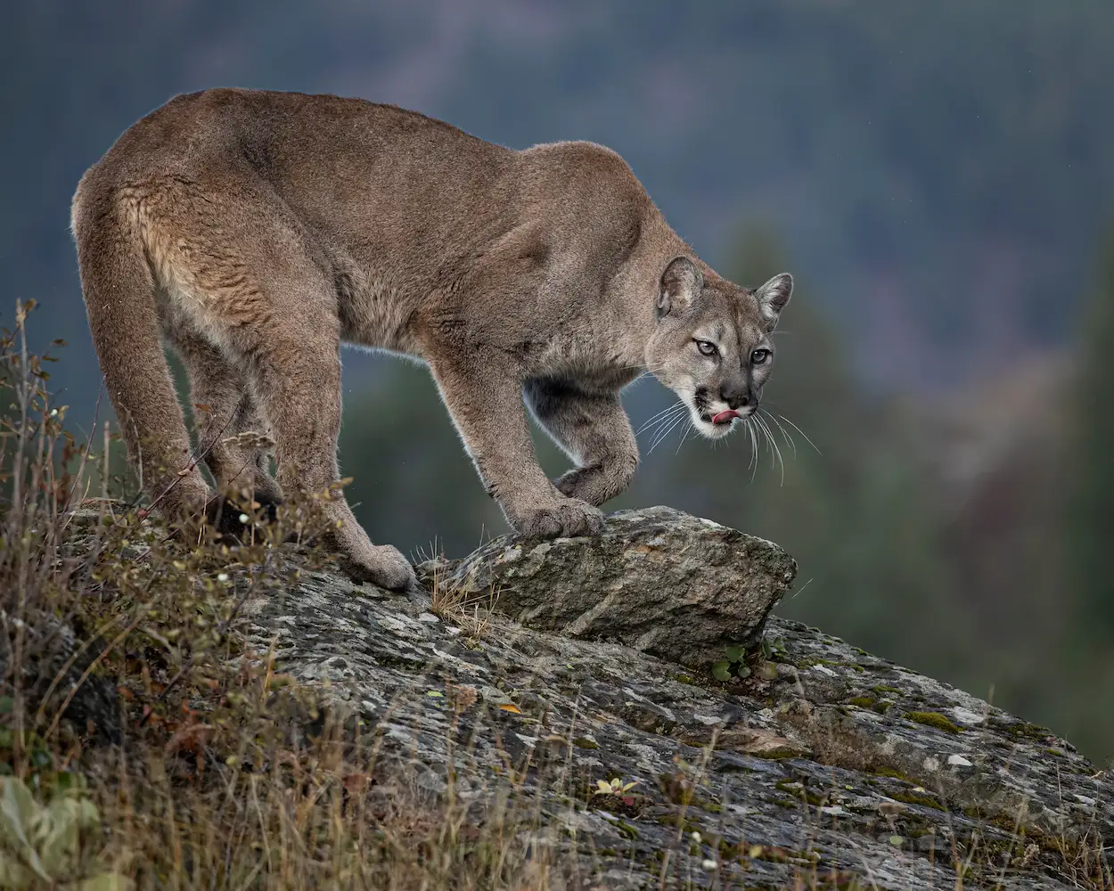 H5 Ranch Colorado hunting cattle and alfalfa with mountain lions