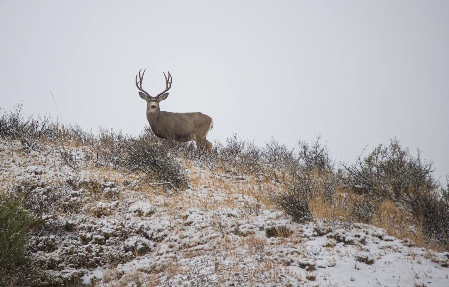 deer at h5 ranch in colorado