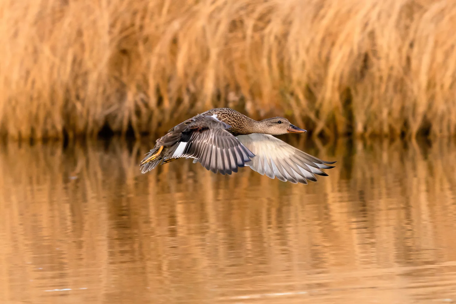 duck at h5 ranch in colorado