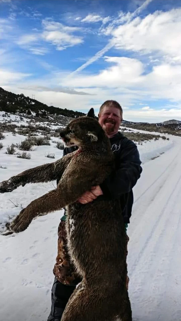 H5 Ranch Colorado hunting cattle and alfalfa with mountain lion