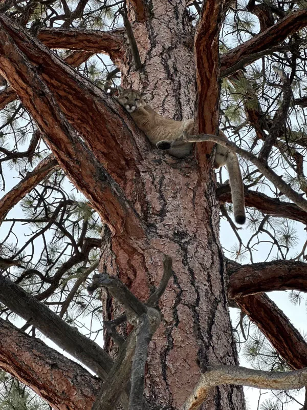 H5 Ranch Colorado hunting cattle and alfalfa with mountain lion in tree